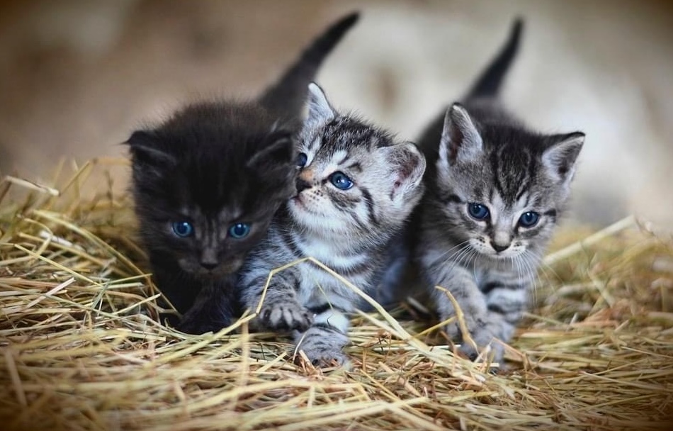 Three kittens cuddling together on hay, two gray tabbies and one black kitten.