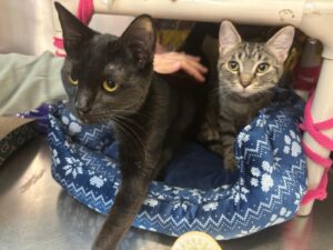 Rogue and shadow bondedpair cats